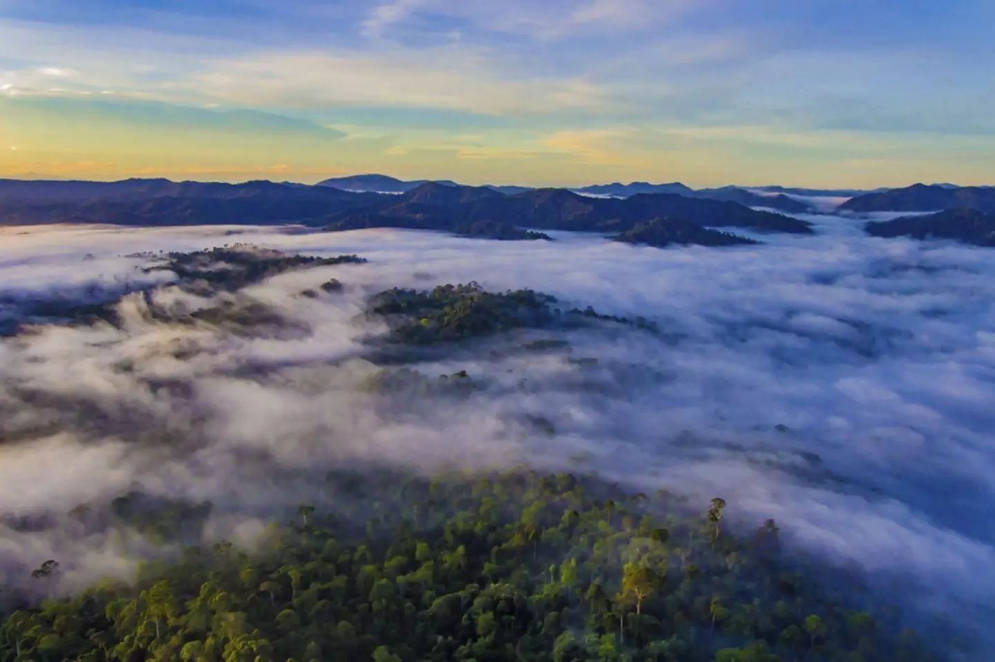Danum Valley Mist Sabah Borneo Danum Valley rainforest covered in morning mist, Sabah Borneo